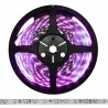 Tira LED SMD3528, DC12V, 5m (60 Led/m), ROSA - IP20